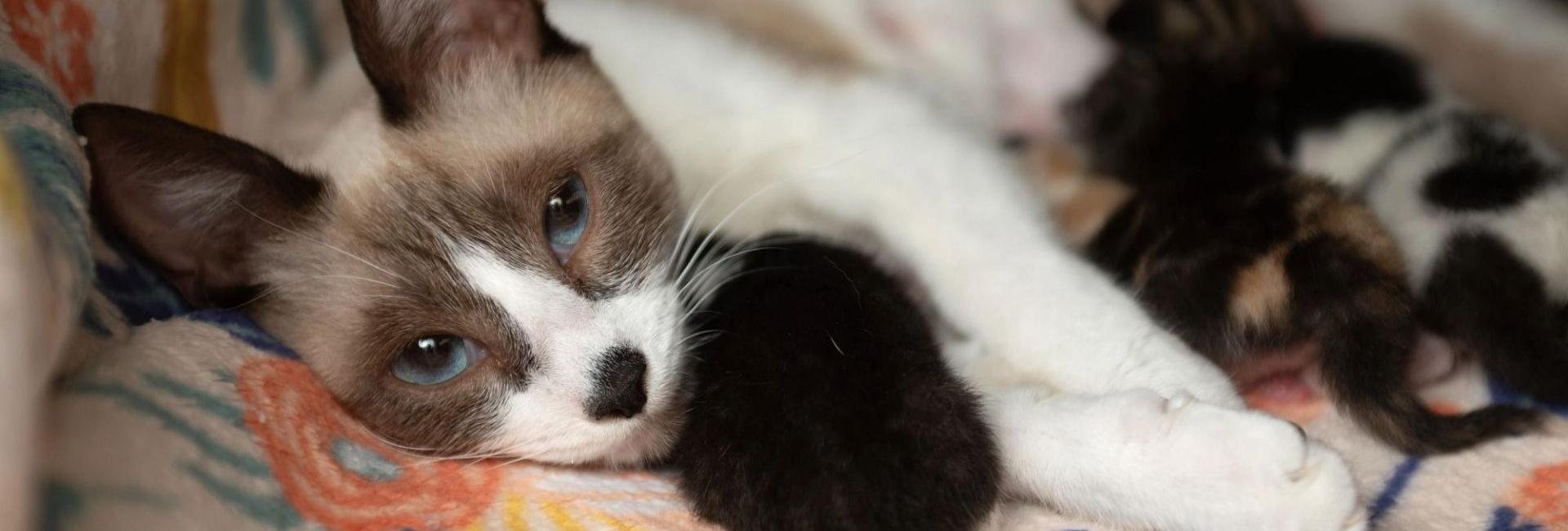 White and brown mother cat with a litter of kittens around her